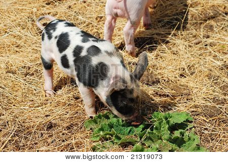 Gefleckte Schwein closeup