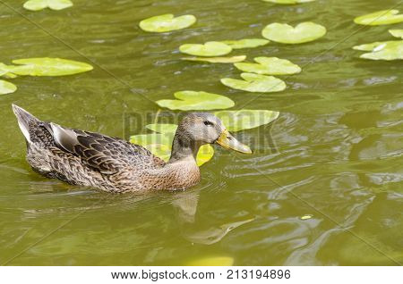 close up of wild duck in lake water