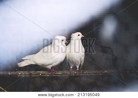 two white pigeons isolated close up scene