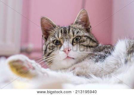 cat head close up portrait isolated . cat head and eyes