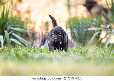 adorable collie black puppie in grass. outdoor dog