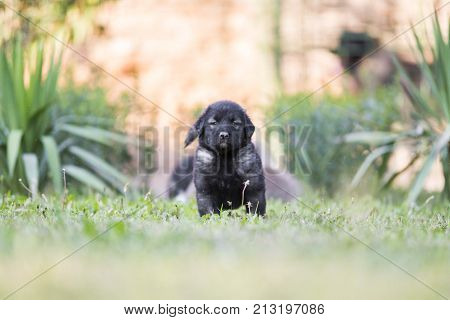 adorable collie black puppie in grass. outdoor dog
