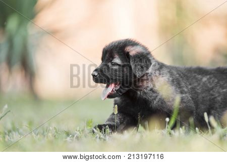adorable collie black puppie in grass. outdoor dog