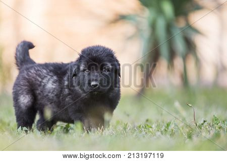 adorable collie black puppie in grass. outdoor dog