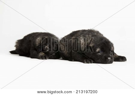 black collie puppies isolated on white studio background