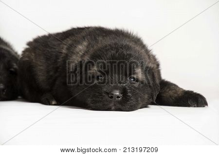 black collie puppies isolated on white studio background