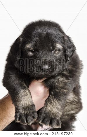 black collie puppies isolated on white studio background