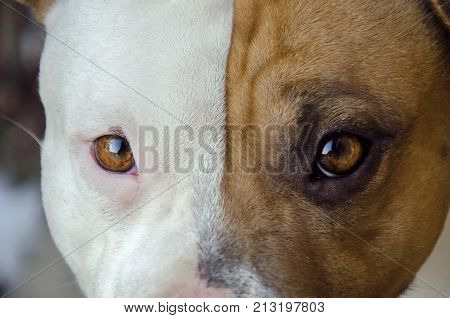 american staffordshire terrier dog portrait. amstaff dog background
