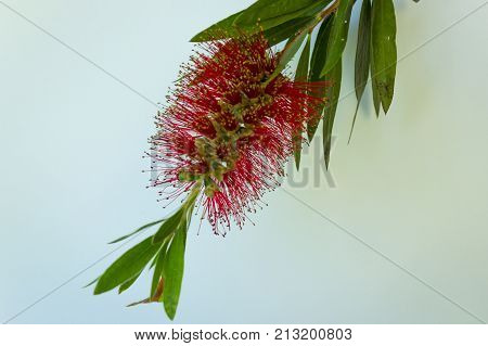 red flower of the Callistomen bush also known as a bottle brush.