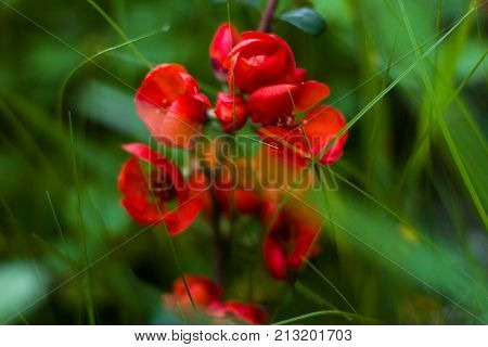 A cluster of beautiful and small red flowers in a city park.
