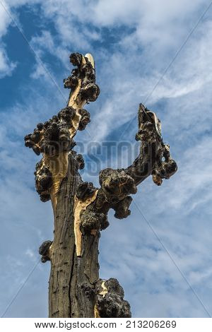 Sydney Australia - March 25 2017: Closeup of top of Golden watermouth Statue and fountain at entrance to Chinatown against blue sky with light white clouds. Eucalyptus trunk partly covered by gold.