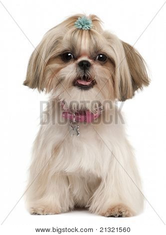 Shih Tzu, 1 yaşında, beyaz arka plan oturan