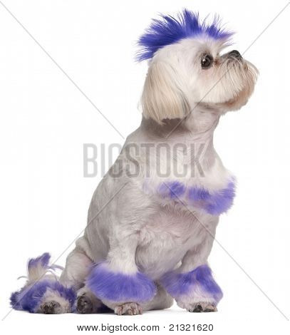 Shih Tzu med lila mohawk, 2 år gammal, sitter framför vit bakgrund