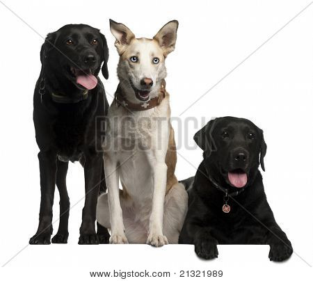 Labrador Retriever, 7 i 8 lat i Pondeco Canario, 4 lat, przed białym tle