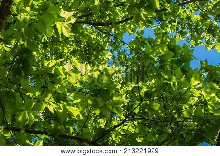 the sunlight showing through leaves in the tree top canopy
