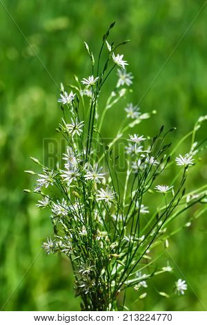 Stellaria Gramineae (lat. Stellaria graminea L.) during flowering. Wild plants of Siberia