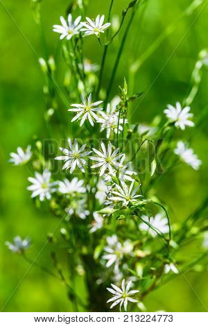 Stellaria Gramineae (lat. Stellaria graminea L.) during flowering. Wild plants of Siberia