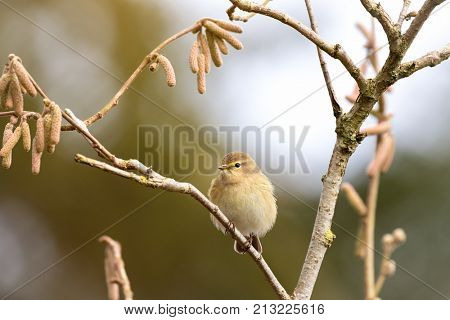 Common Chiffchaff, or North African leaf warbler, perched on a  branch with catkins. 
