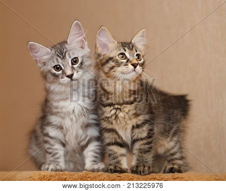 Two cute little kitty Bobtail sitting next to each other. Pets. Hypoallergenic cat breed. Striped cat