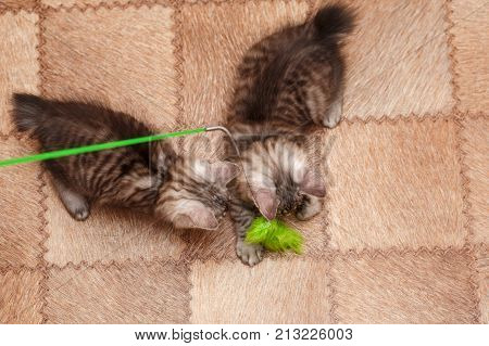 Two cute little kitten Bobtail play with toy. Pets. Hypoallergenic cat breed. Portrait of a striped and furry cat.