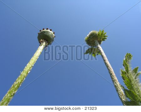 Seedcases