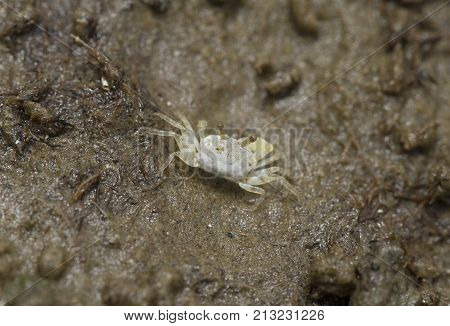 White Fiddler crab in a mangrove forest