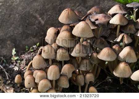 Toadstool, funghi