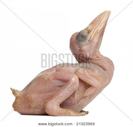Rhinozerosvogel, Buceros Rhinoceros, 10 Tage alt, vor weißem Hintergrund