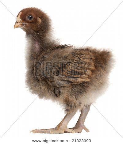 Orpington พันธุ์ไก่ 3 สัปดาห์ ยืนด้านหน้าพื้นหลังสีขาว