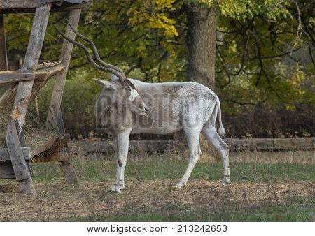 The Antilopa is eating hay in the autumn garden