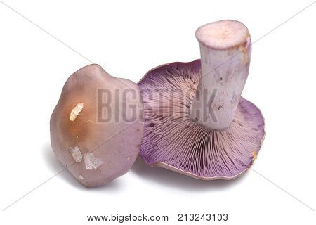 lepista nuda mushroom isolated on white background