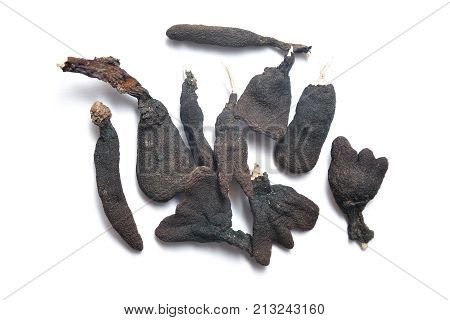 xylaria polymorpha fungus also known as dead man's fingers