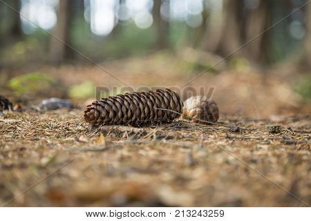 Pine cones lie on pins and needles on the ground in the forest