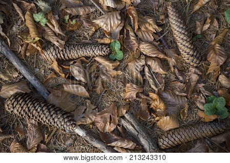 Pine cones lie on pins and needles on the ground in the forest