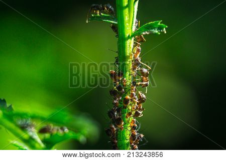 the ant floats close-up macro insect green leaf