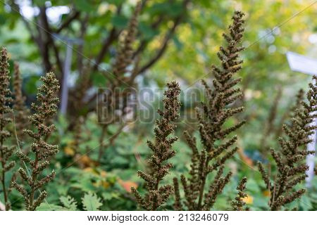 flower bud in garden of astilbe chinensis saxifagaceae from china in garden