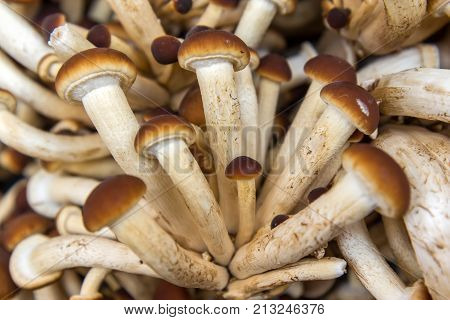 Raw Mushrooms - Agrocybe Aegerita - Close Up