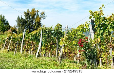 vineyard of the Jurancon wine in the French Pyrenees