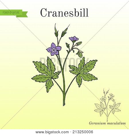 Wild cranesbill Geranium maculatum , medicinal plant. Hand drawn botanical vector illustration