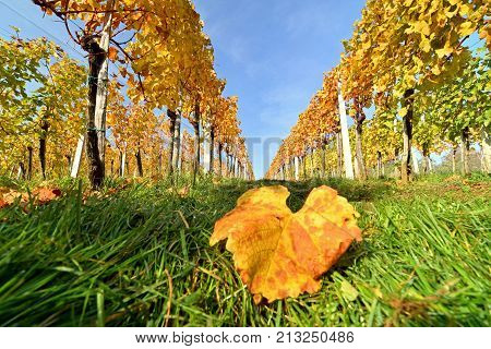 Colorful leaves in vineyard in autumn and blue sky above