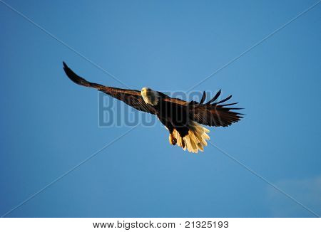 Bald eagle in Flight