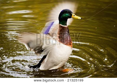 Male Mallard