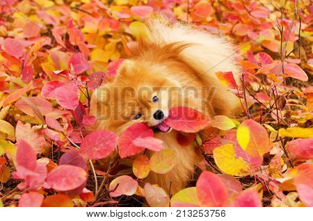 Beautiful dog in bright autumn leaves pomeranian