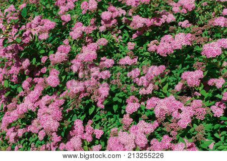 Autumn bushes with pink flowers. in a home garden