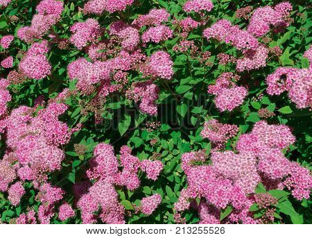Autumn bushes with pink flowers. in a home garden