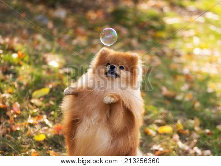 The dog stands on its hind legs and catches a soap bubble Pomeranian spitz soft focus