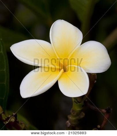Macro closeup di frangipani bianco e giallo