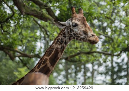 giraffe at the animal park in belgium