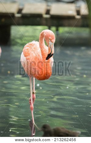 flamingo (flamand rose) of the animal park Pairi Daiza in belgium