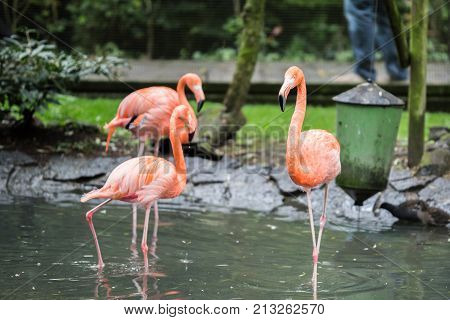 flamingo (flamand rose) of the animal park Pairi Daiza in belgium